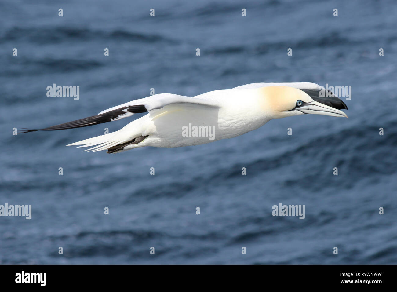 Northern Gannet Morus bassanus im Flug, Rockall Trough, Atlantik Stockfoto