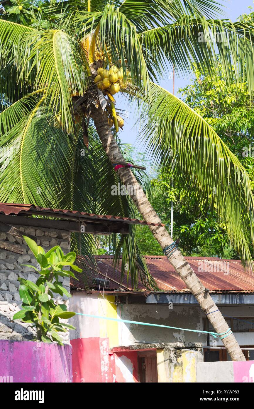 Isolierte Palm Tree über farbige Häuser (Ari Atoll, Malediven) Stockfoto