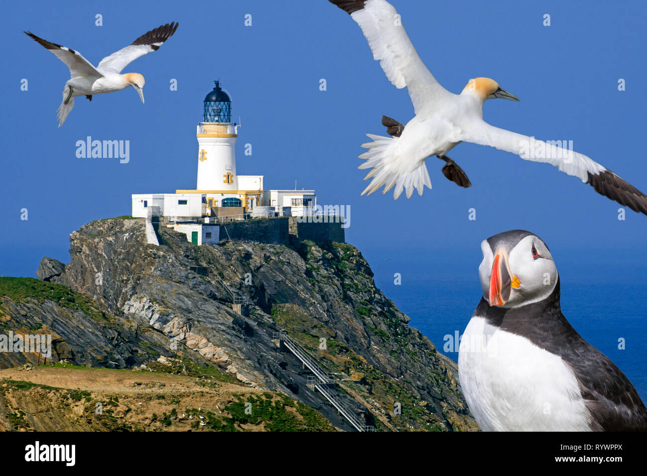 Schottische Seevögel und Leuchtturm von Muckle Flugga, Nördlichste Großbritanniens Leuchtturm auf der Insel Unst, Shetlandinseln, Schottland, Großbritannien Stockfoto