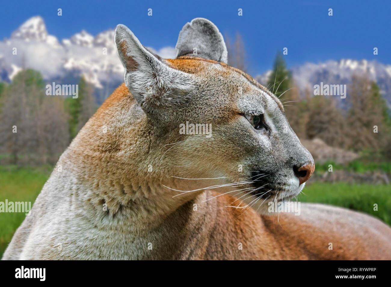 Close up Portrait von Cougar / Puma/Mountain Lion/Panther (Puma concolor), Grand Teton National Park, Wyoming, USA Stockfoto