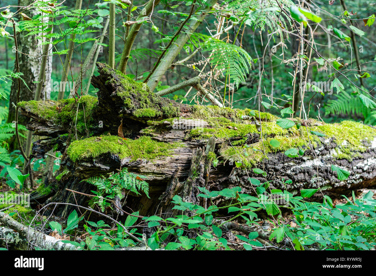 Wald Landschaften Konzept: Alte trocken gefallenen Baum im Wald bewachsen mit Moos und Pflanzen. Stockfoto