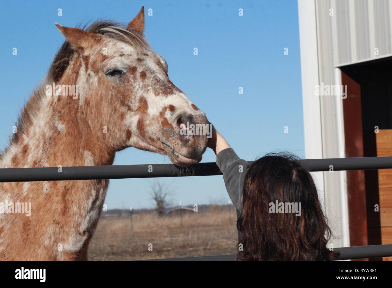 Mädchen und Appaloosa Horse Stockfoto