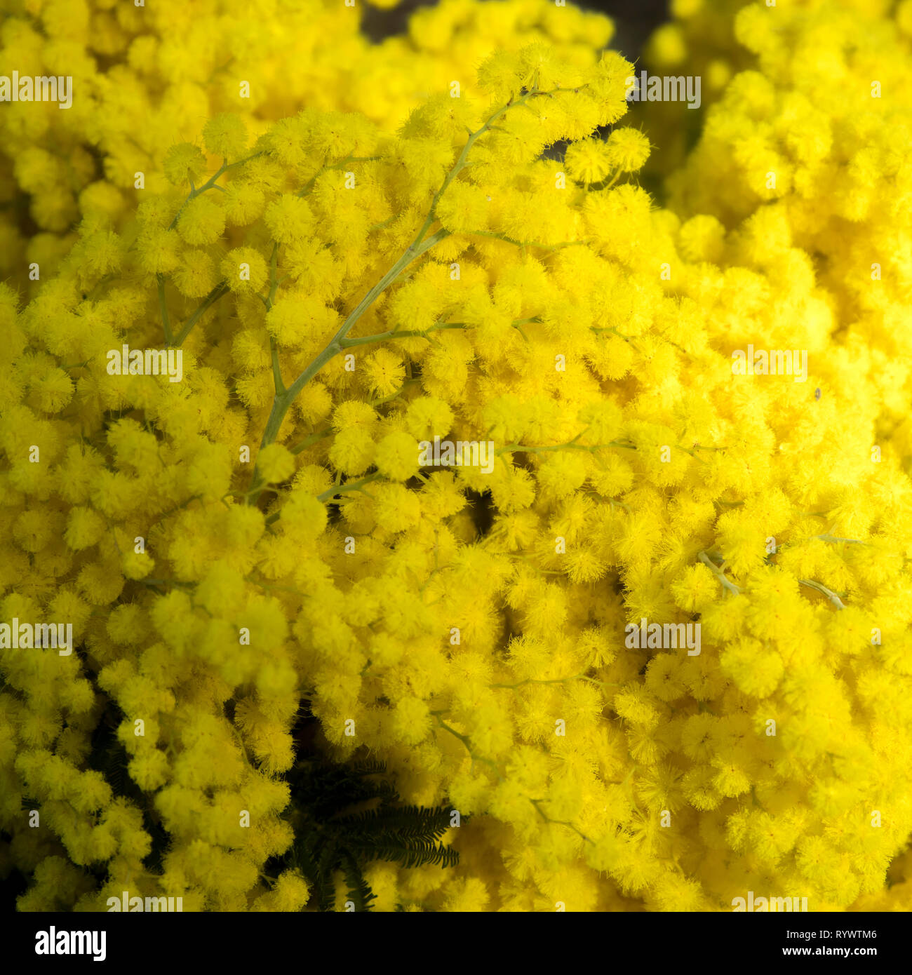 Die Details der Blüte Acacia dealbata oder silber Wattle Stockfoto