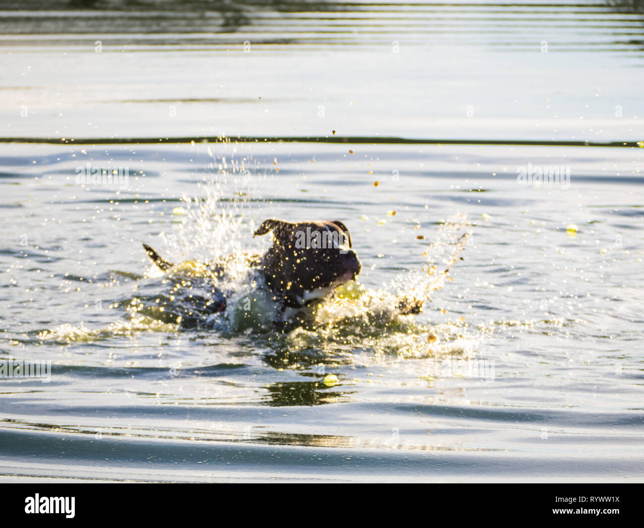 Ein junger Hund der Rasse American Staffordshire in einer Lagune Stockfoto