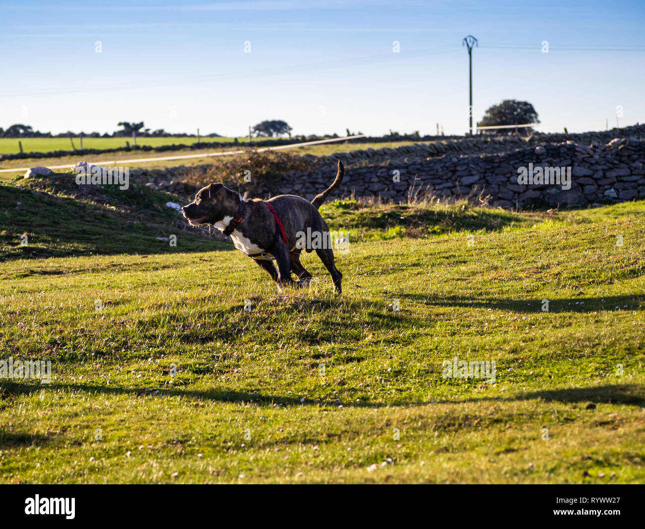 Ein junger Hund der Rasse American Staffordshire im Frühjahr in das Feld Stockfoto