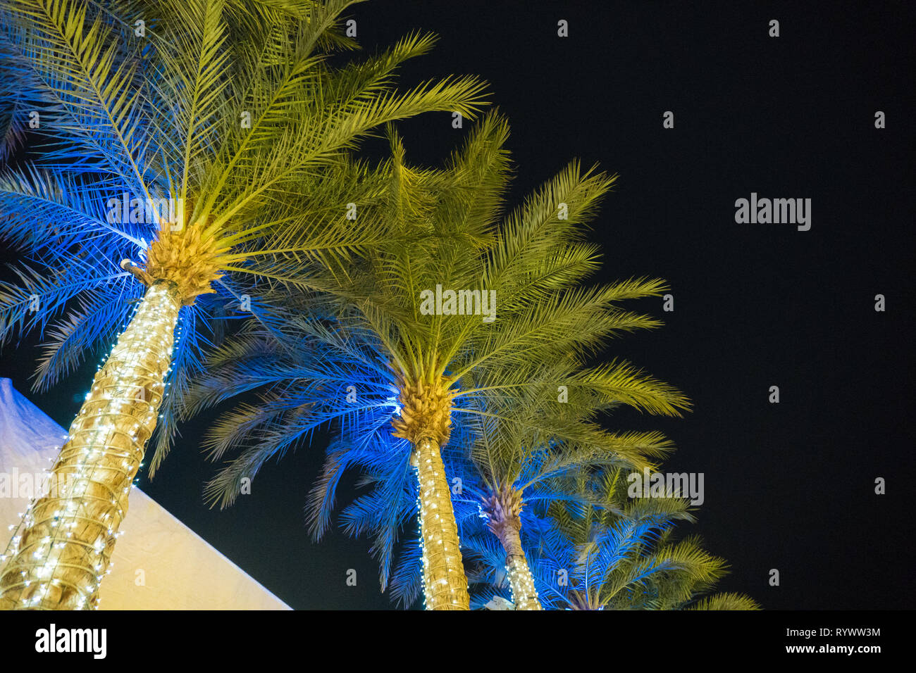 Eine Menge beleuchteten Palmen gegen Black Sky Stockfoto