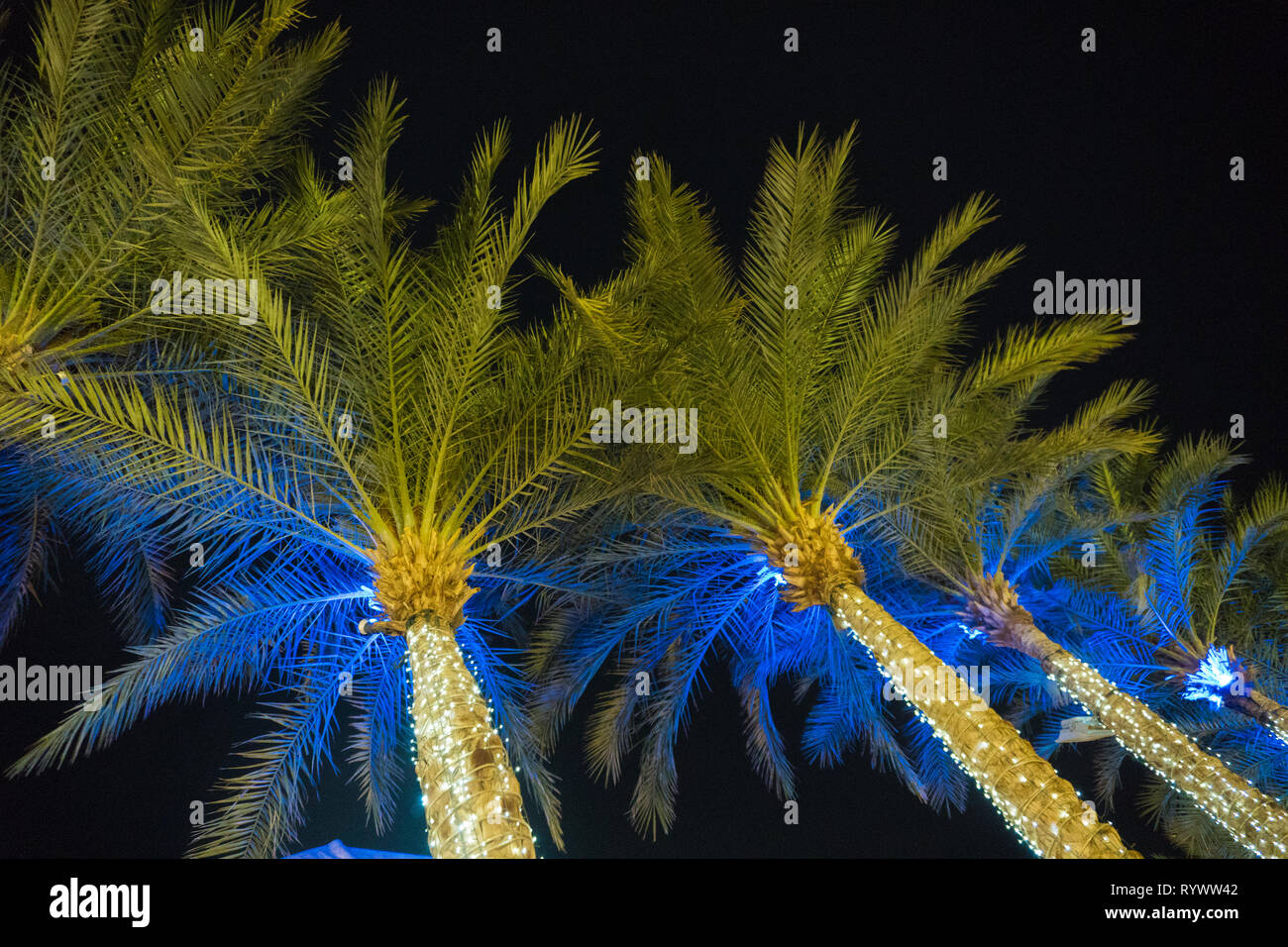 Vielen Palmen gegen schwarzen Himmel leuchtet Stockfoto
