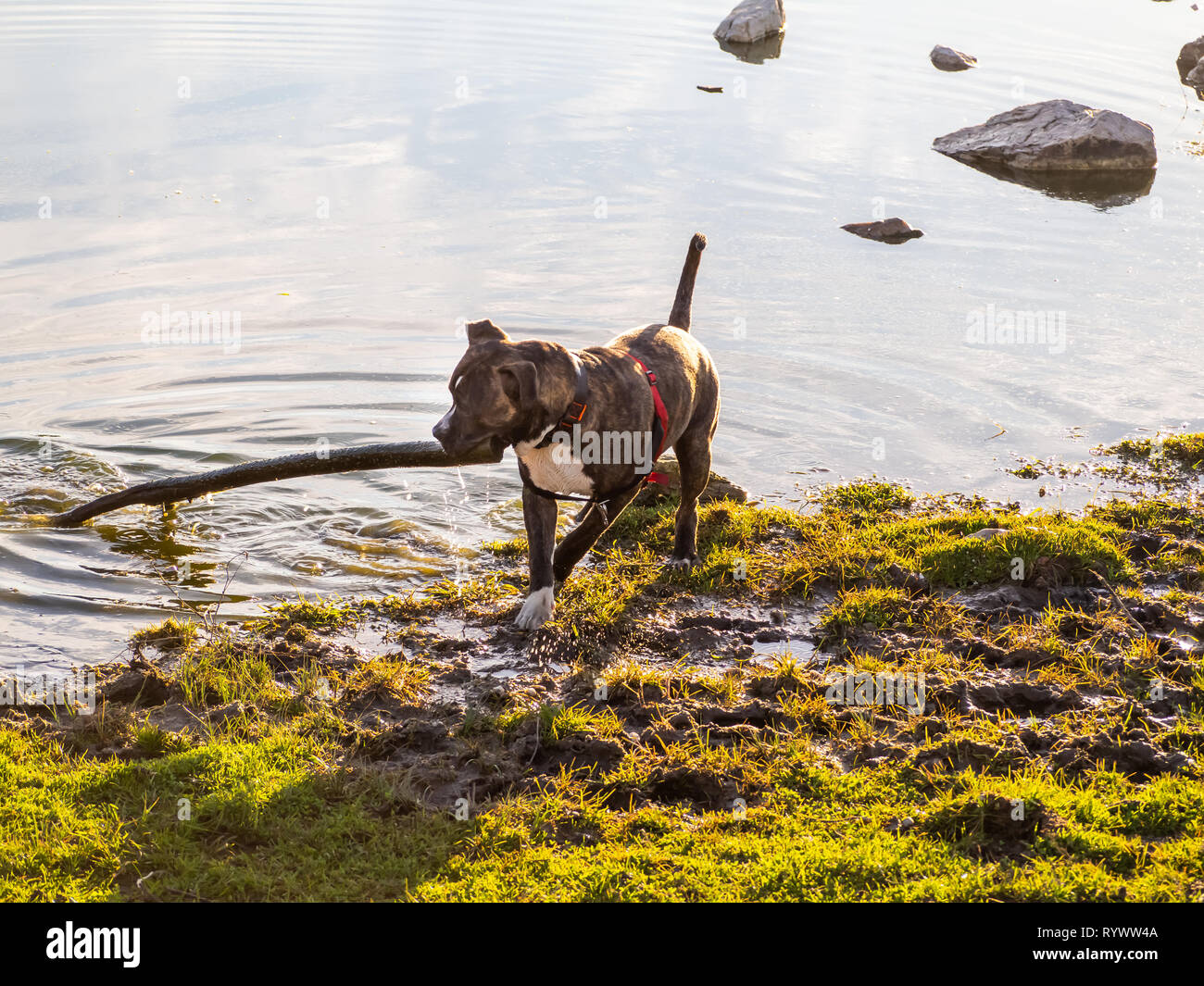 Ein junger Hund der Rasse American Staffordshire in einer Lagune Stockfoto