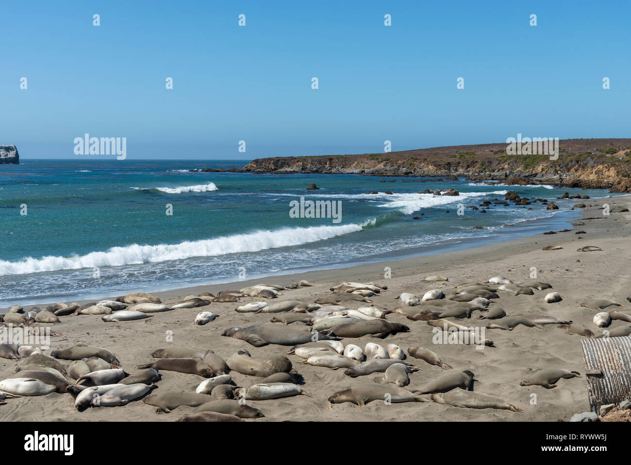 Seeelefanten am Strand unter sonnigen blauen Himmel mit blaues Meer und Wellen auf die Küste rollen. Stockfoto