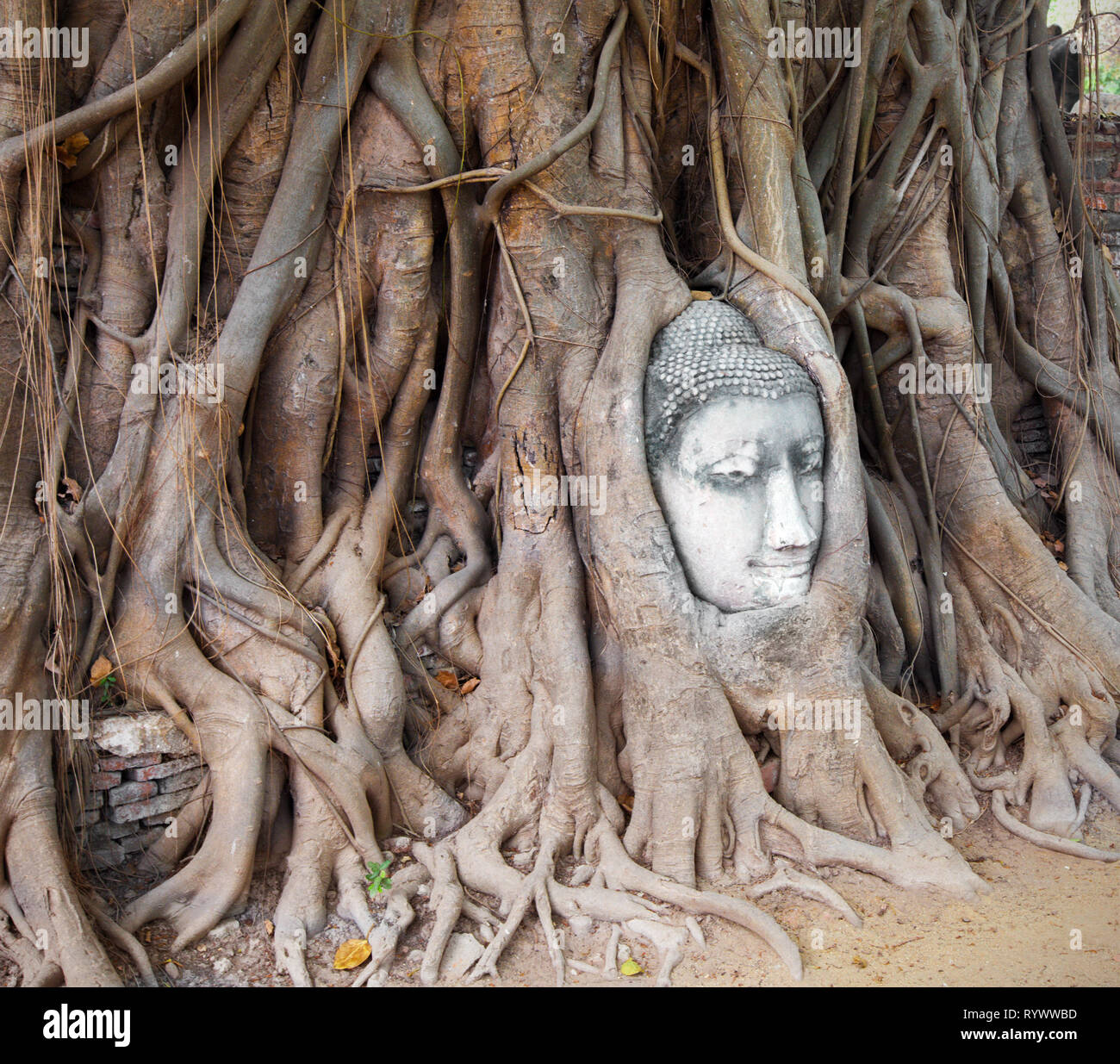 Kopf aus Sandstein Buddha im Bodhi Baum Wurzeln Stockfoto