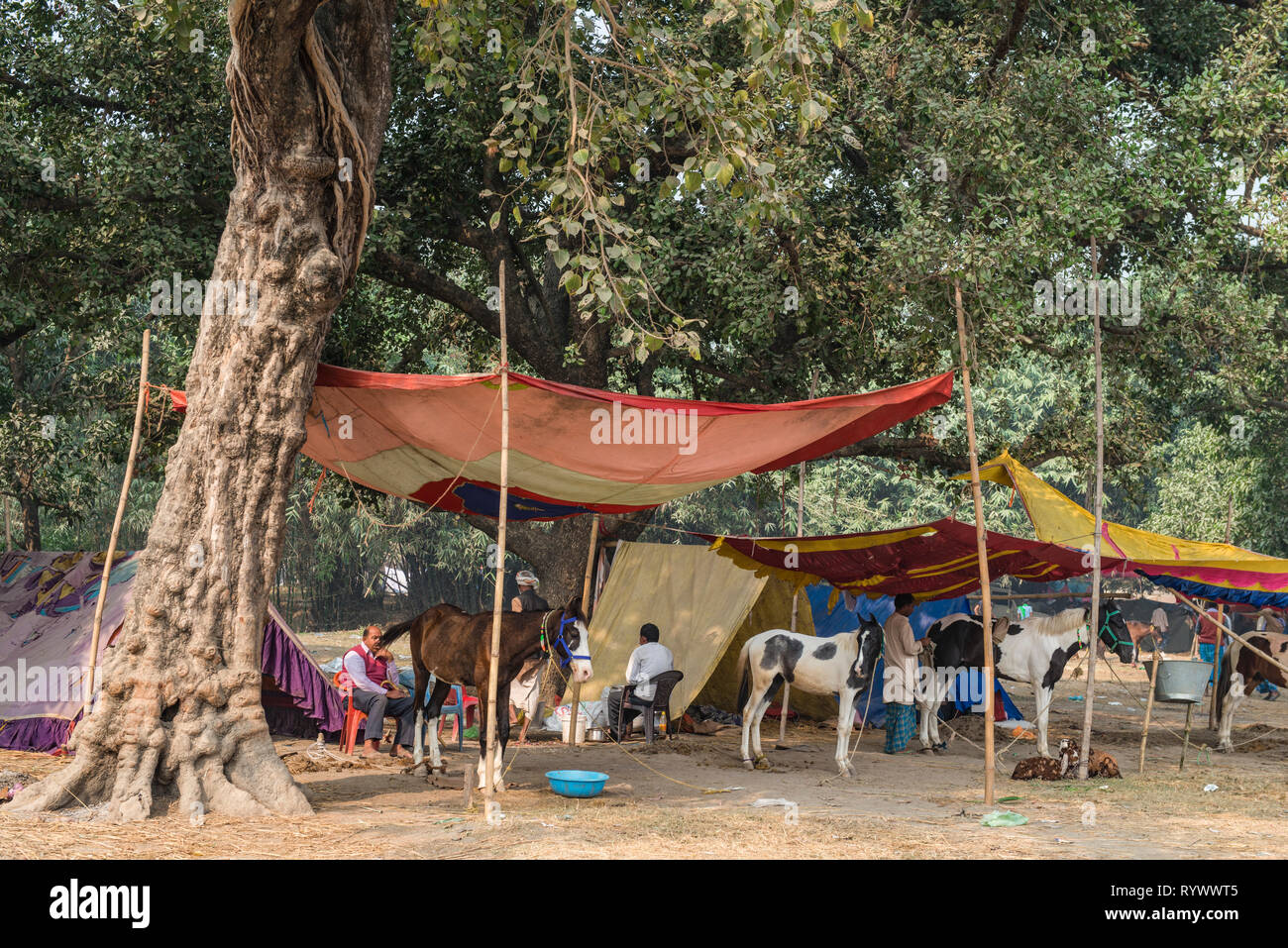 SONPUR, Bihar, INDIEN - 30. November 2015. Pferd Händler in Ihrer vorläufigen Camp und die Zweige eines großen Baumes während der jährlichen Sonepur Viehmarkt w Stockfoto