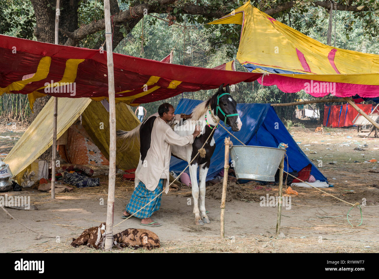 SONPUR, Bihar, INDIEN - 30. November 2015. Ein pferdehändler pflegt seine schöne Tier in dieser vorläufigen Camp während der jährlichen Sonepur cattle fair Die Stockfoto