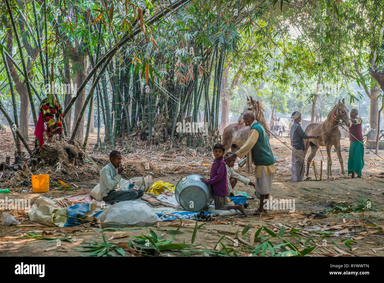 SONPUR, Bihar, INDIEN - 30. November 2015. Pferd Händler ihre Ruhestätte in einem Bambushain für die jährliche Sonepur Viehmarkt mit einer Dauer festlegen Stockfoto