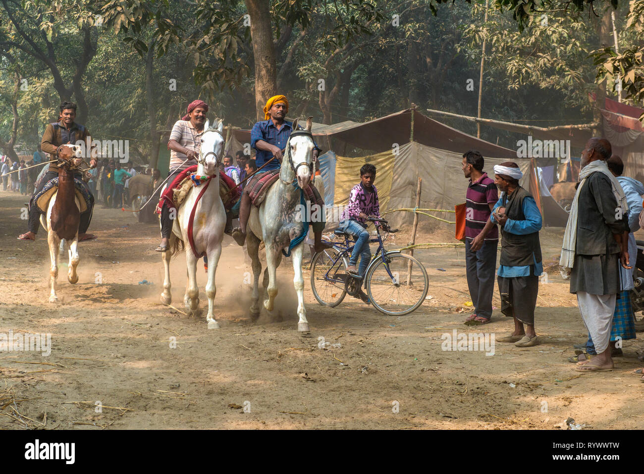 SONPUR, Bihar, INDIEN - 30. November 2015. Heute meist Pferde ein gehandelt auf der Sonepur cattler Messe. Vor dem Kauf eine Probefahrt ist obligatorisch Stockfoto