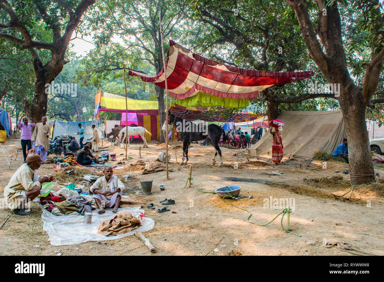 SONPUR, Bihar, INDIEN - 30. November 2015. Pferd Händler in Ihrer vorläufigen Camp und die Zweige eines großen Baumes während der jährlichen Sonepur Viehmarkt w Stockfoto