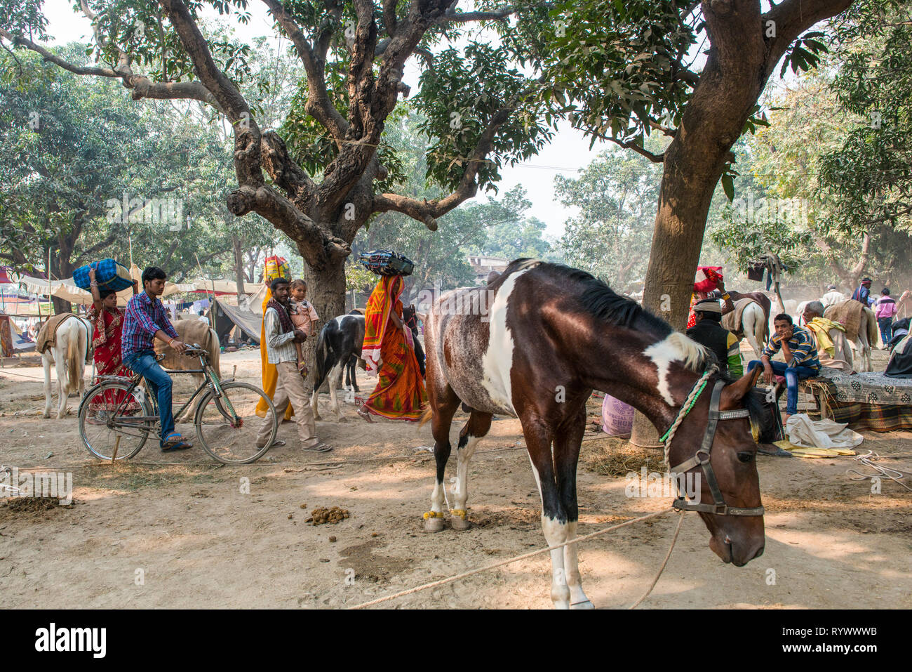 SONPUR, Bihar, INDIEN - 30. November 2015. Pferd unter den Zweigen eines großen Baumes während der jährlichen Sonepur cattle fair, die länger als 3 Wochen dauert Stockfoto