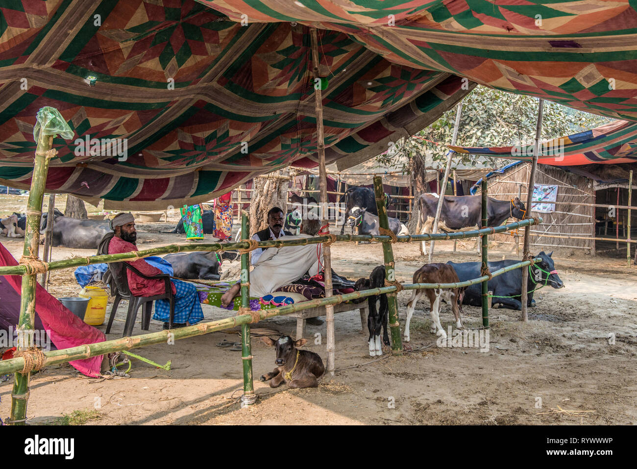 SONPUR, Bihar, INDIEN - 30. November 2015. Händler von Wasserbüffel in ihrer vorläufigen Camp während der jährlichen Sonepur cattle fair, die für die Dauer von Mor Stockfoto