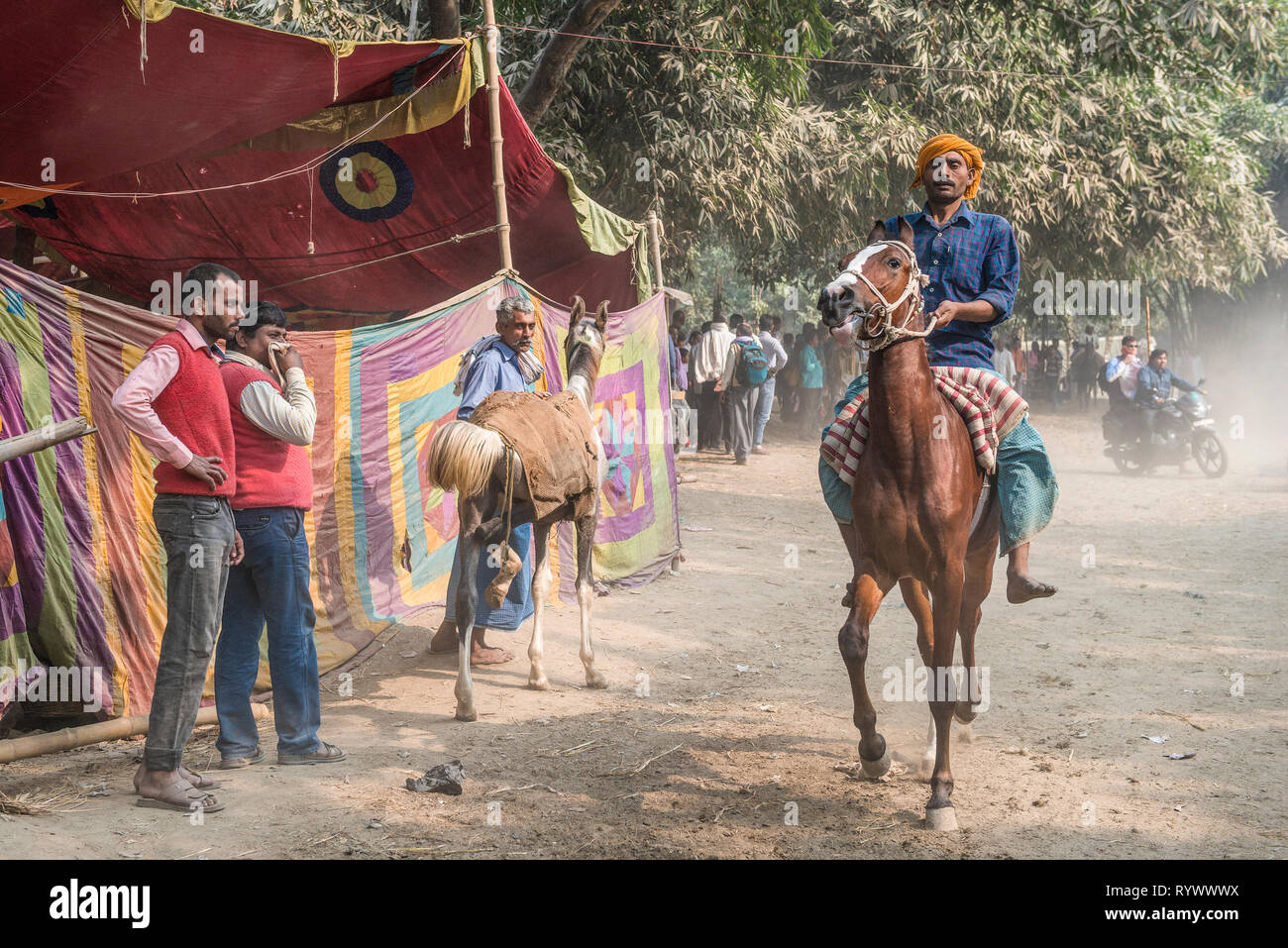 SONPUR, Bihar, INDIEN - November 30-2015. Heute meist Pferde ein gehandelt auf der Sonepur cattler Messe. Vor dem Kauf eine Probefahrt ist obligatorisch Stockfoto