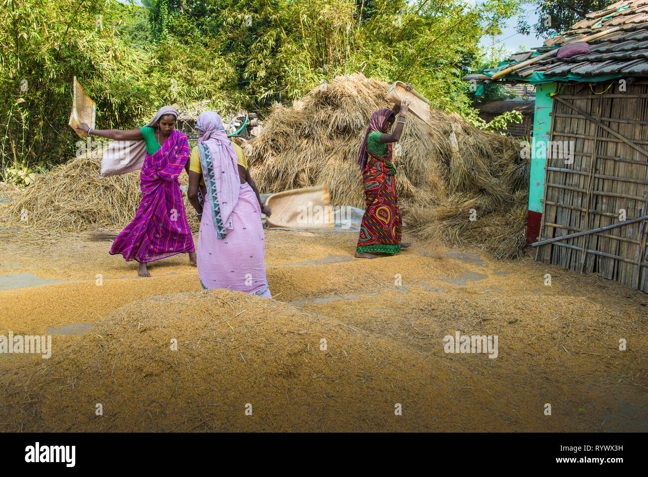 RAJMAHAL, Bihar, INDIEN, Dezember 03-2015. Frauen worfeln Reis vor Imit home im ländlichen Indien Stockfoto