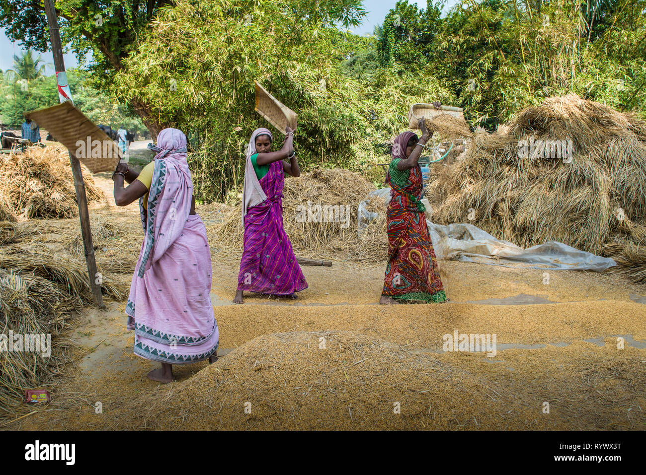 RAJMAHAL, Bihar, INDIEN, Dezember 03-2015. Frauen worfeln Reis vor ihrem Haus im ländlichen Indien Stockfoto
