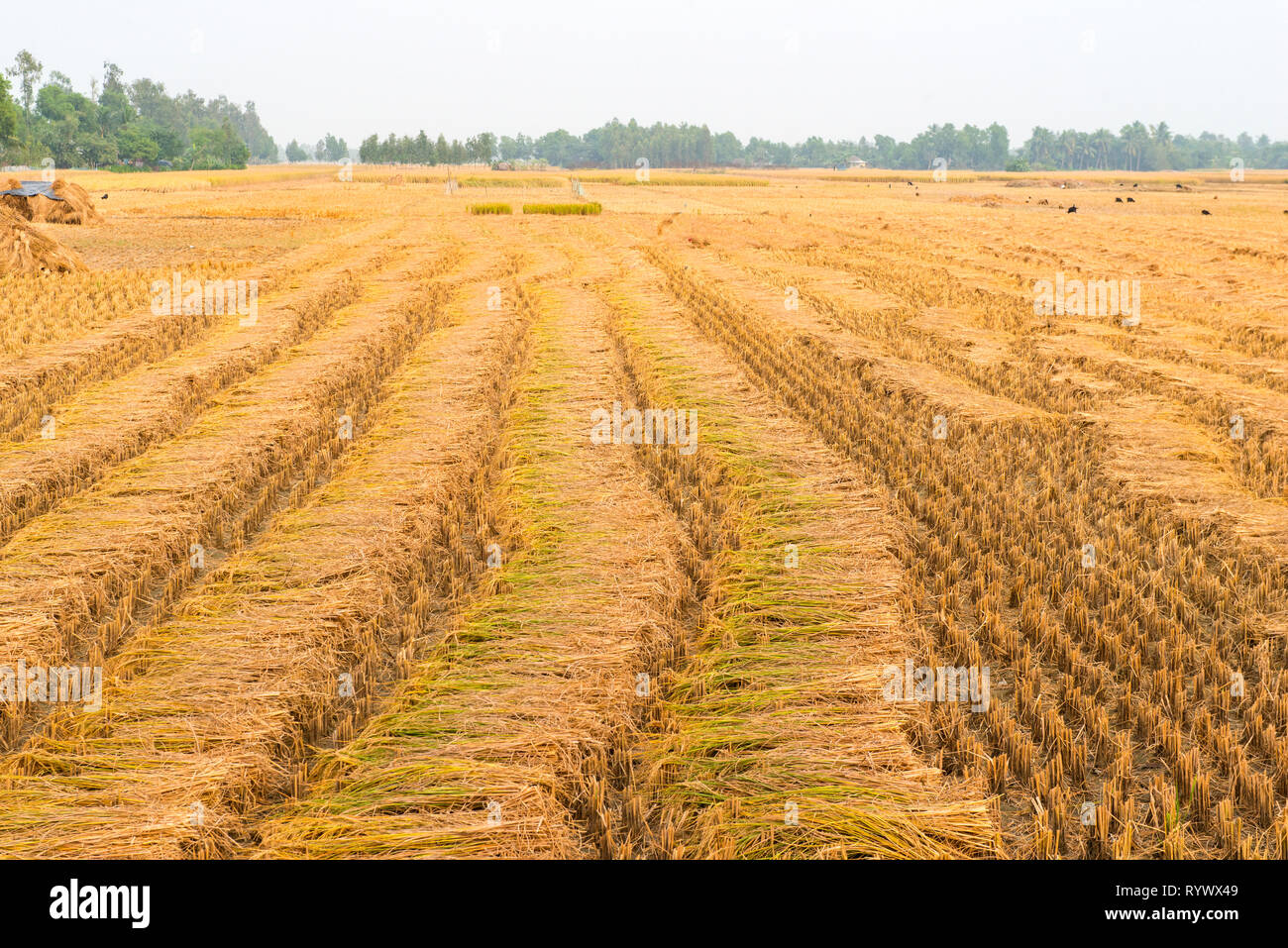 DAYAPUR, SUNDARBANS, Indien. geerntet Reis bundles Warten auf ein weites Feld gedroschen zu werden. Stockfoto