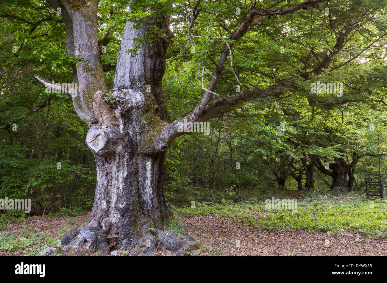 Märchenwald alte Buche - Alter knorriger märchenhafter Winter Hutebaum Halloh Kellerwald alte Buchen... alter Wald. Stockfoto