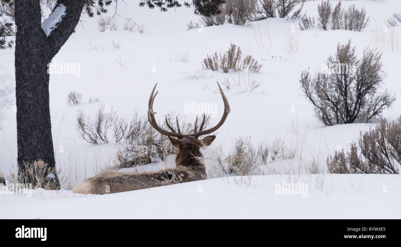 Eine amerikanische Elk ruht in einer schneeverwehung im Yellowstone National Park im Winter 2019. Stockfoto