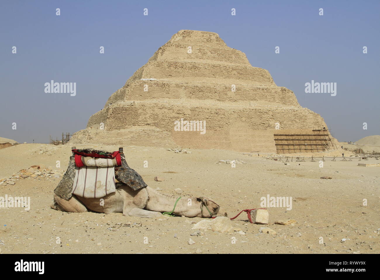 Schlafen Kamel mit dem Strick an einen Stein gebunden, trat Pyramide des Djoser, Saqqara, Gizeh Governorate, Ägypten Stockfoto