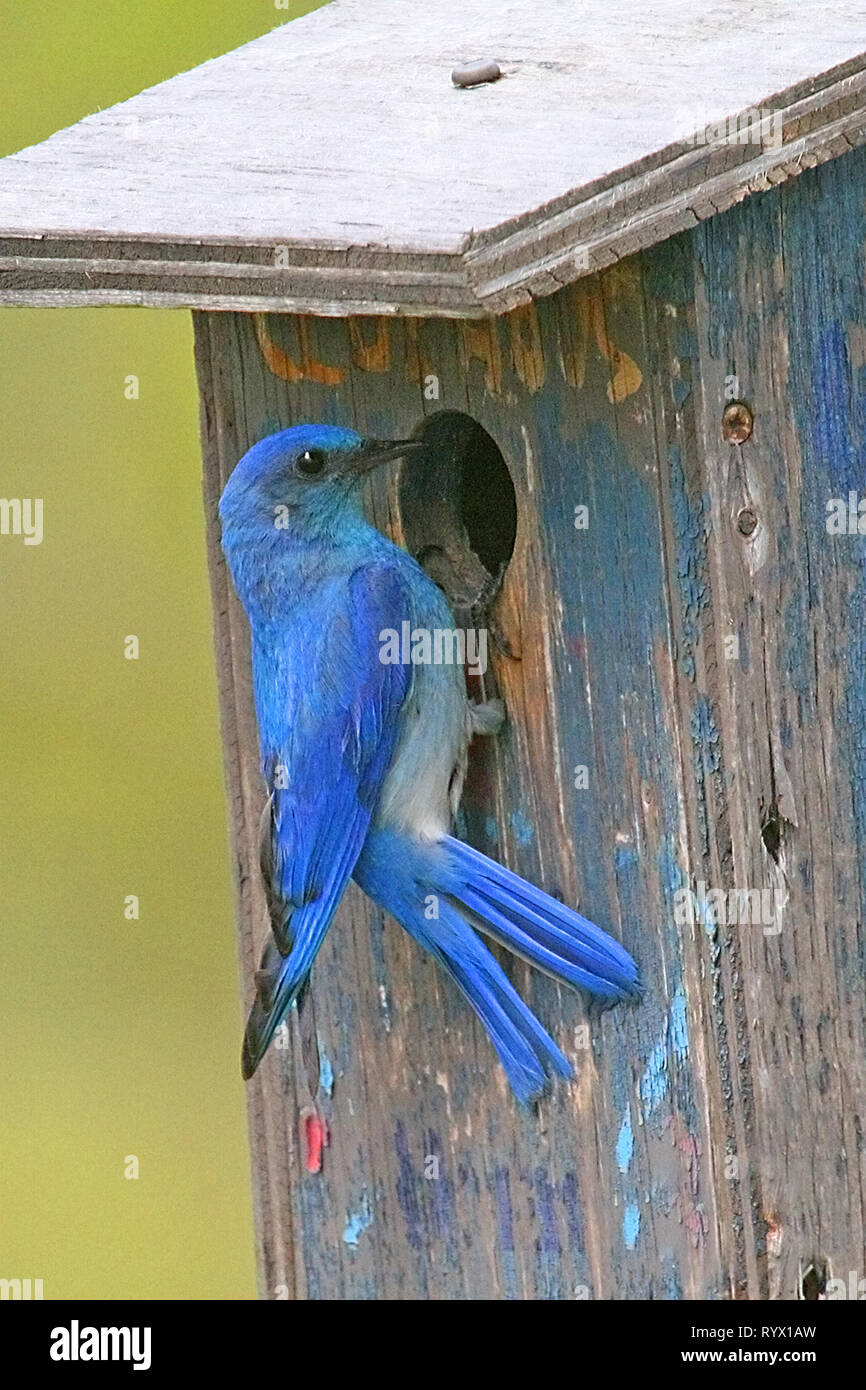 Vögel von Nordamerika. Mountain Bluebird, (Sialia currucoides) Rückkehr zu ihren Nistplätzen in South Western Alberta, Kanada. Stockfoto