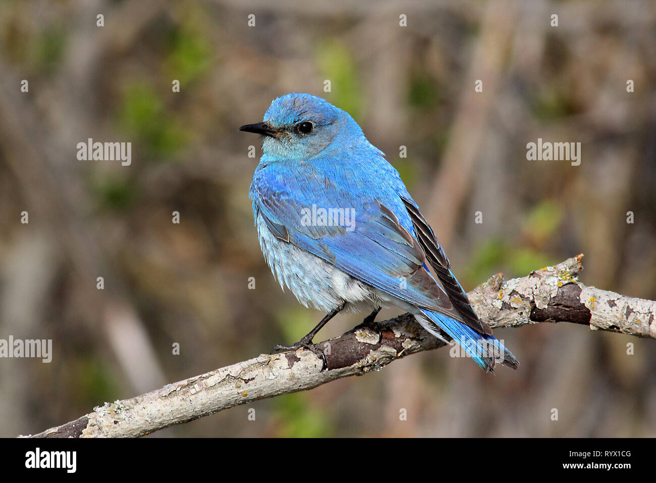 Vögel von Nordamerika. Mountain Bluebird, (Sialia currucoides) Rückkehr zu ihren Nistplätzen in South Western Alberta, Kanada. Stockfoto