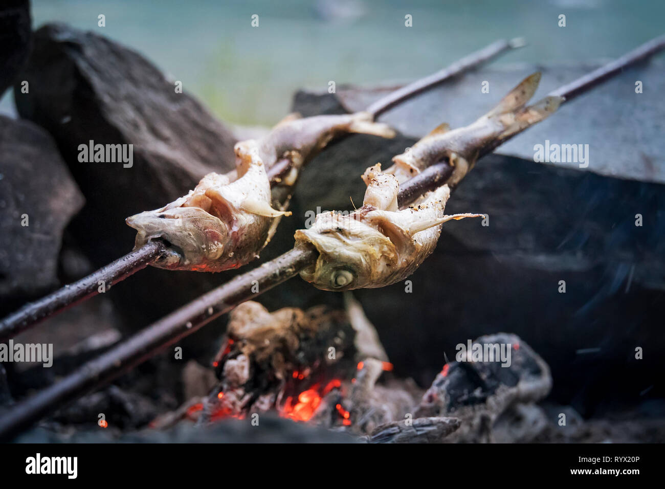 Gebackenen Fisch auf dem Scheiterhaufen in der Natur. Fisch Äsche am Spieß gebraten mit Feuer. Das Konzept der Tourismus, Wandern, Outdoor und Angeln Stockfoto