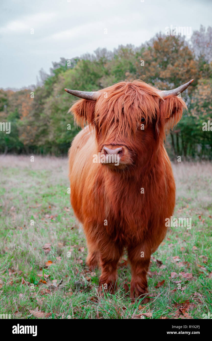 Ein Schottisches Hochlandrind Kuh auf der Wiese Stockfoto