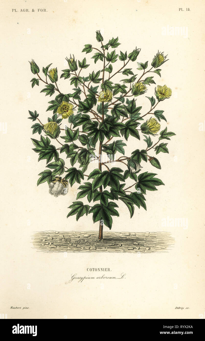 Baum Baumwolle, Gossypium arboreum, Cotoninier. Papierkörbe Stahlstich von debray nach einem botanischen Abbildung von Edouard Maubert von Pierre Oscar Reveil, A. Dupuis, Fr. Gerard und Francois Herincqâ € ™ s La Regne Vegetal: Planeten agricoles et Forestieres, L. Guerin, Paris, 1864-1871. Stockfoto