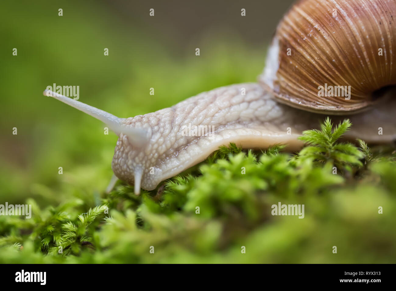 Helix pomatia auch römische Schnecke, Weinbergschnecken, weinbergschnecke oder Escargot, ist eine Pflanzenart aus der Gattung der Großen, Essbar, Atemluft- land Schnecke, eine terrestrische Pulmo Stockfoto