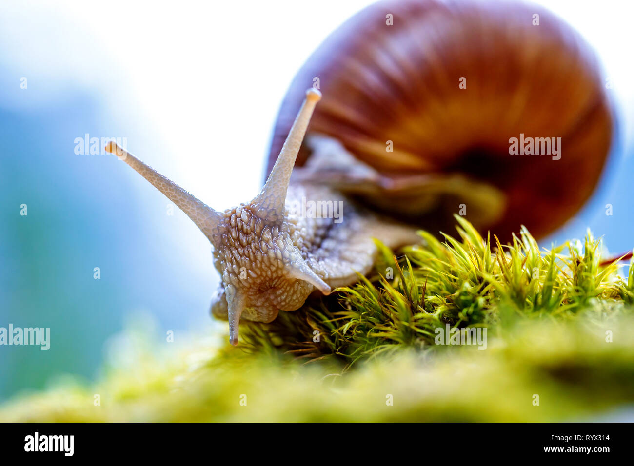 Helix pomatia auch römische Schnecke, Weinbergschnecken, weinbergschnecke oder Escargot, ist eine Pflanzenart aus der Gattung der Großen, Essbar, Atemluft- land Schnecke, eine terrestrische Pulmo Stockfoto
