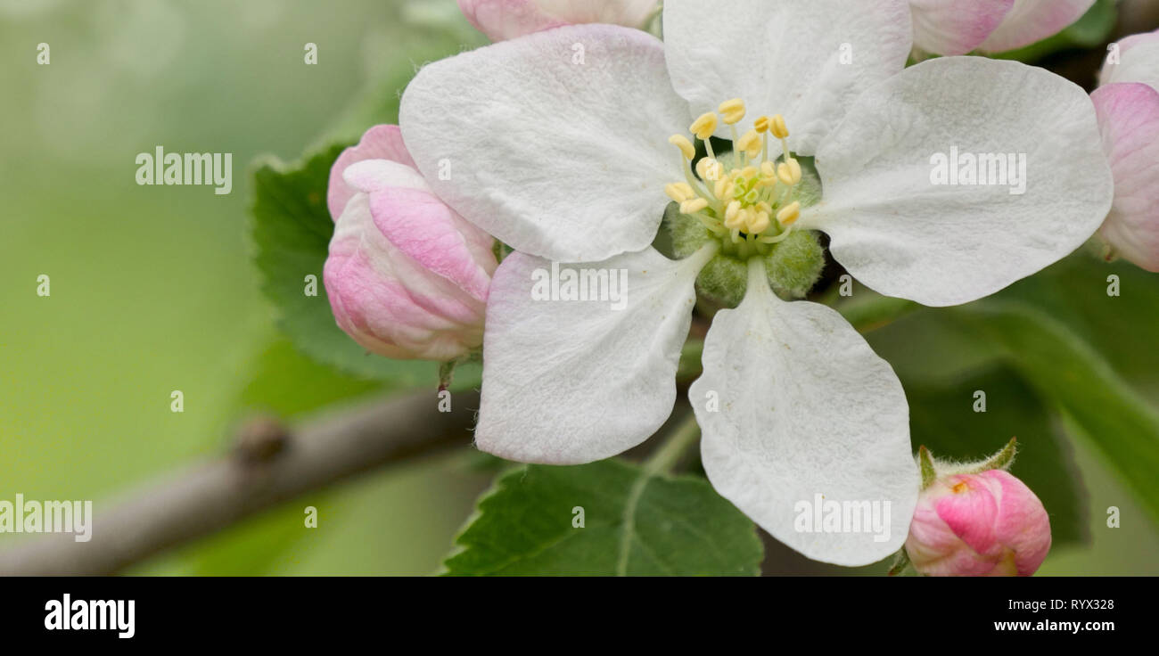 Blühende Apfel. Zweig der Apfelbaum in der Blüte im Frühjahr. Close-up. Stockfoto