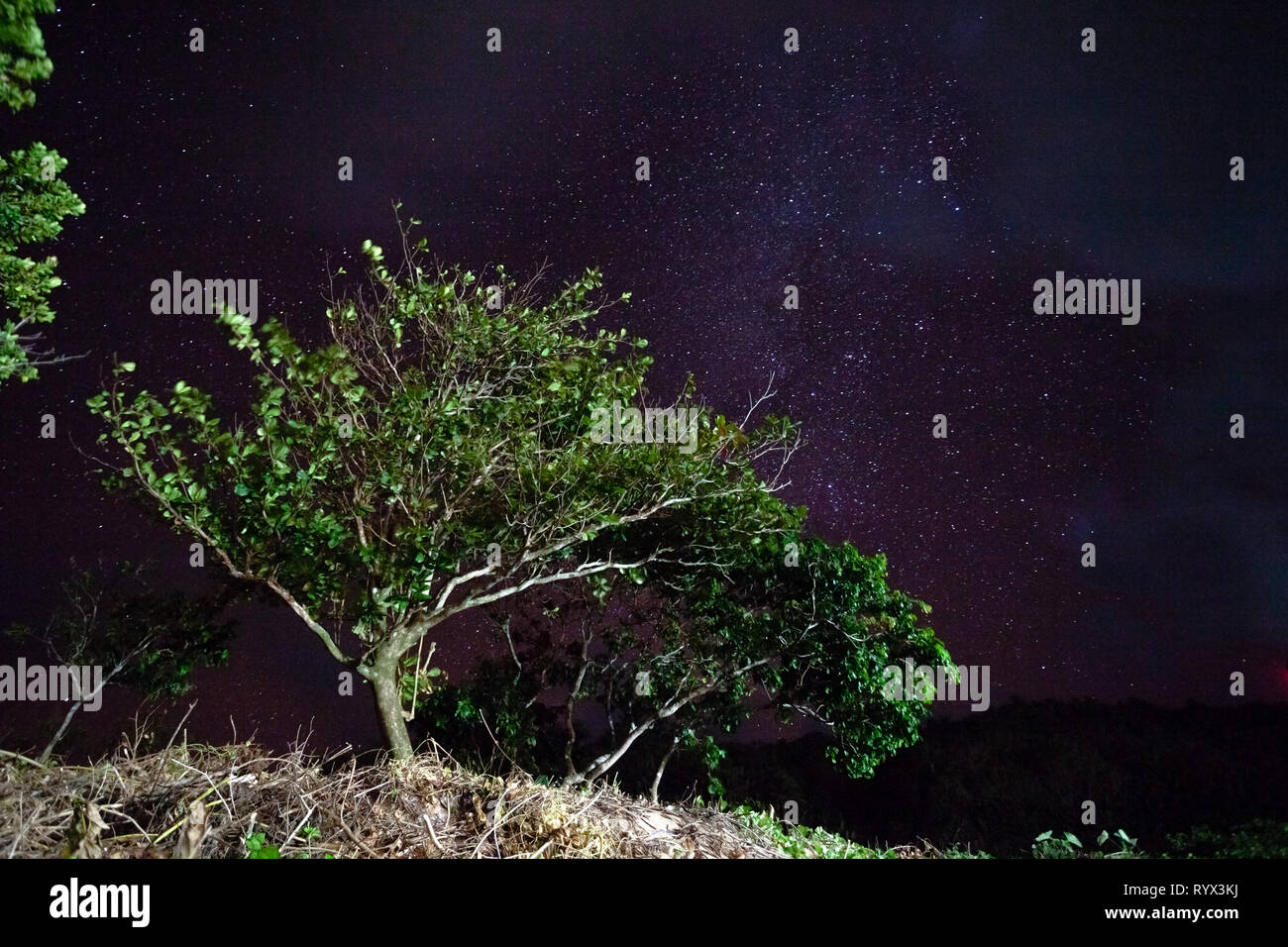 Bäume gegen den Nachthimmel in den Philippinen Stockfoto