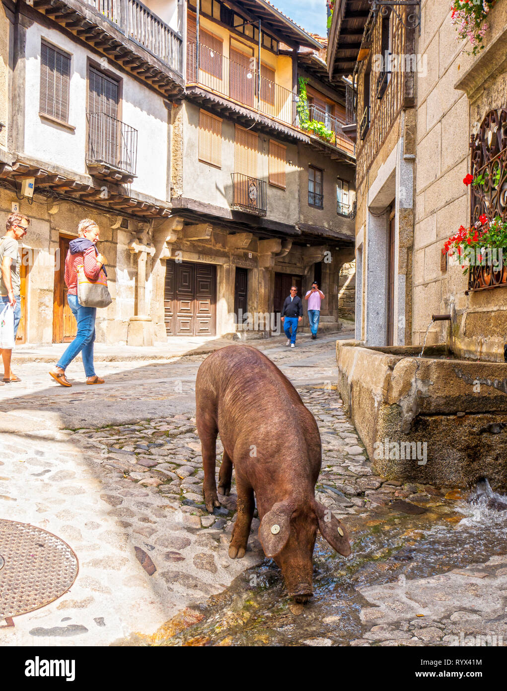 Marrano de San Antón. La Alberca. Sierra de Francia. Salamanca. Castilla León. España. Stockfoto