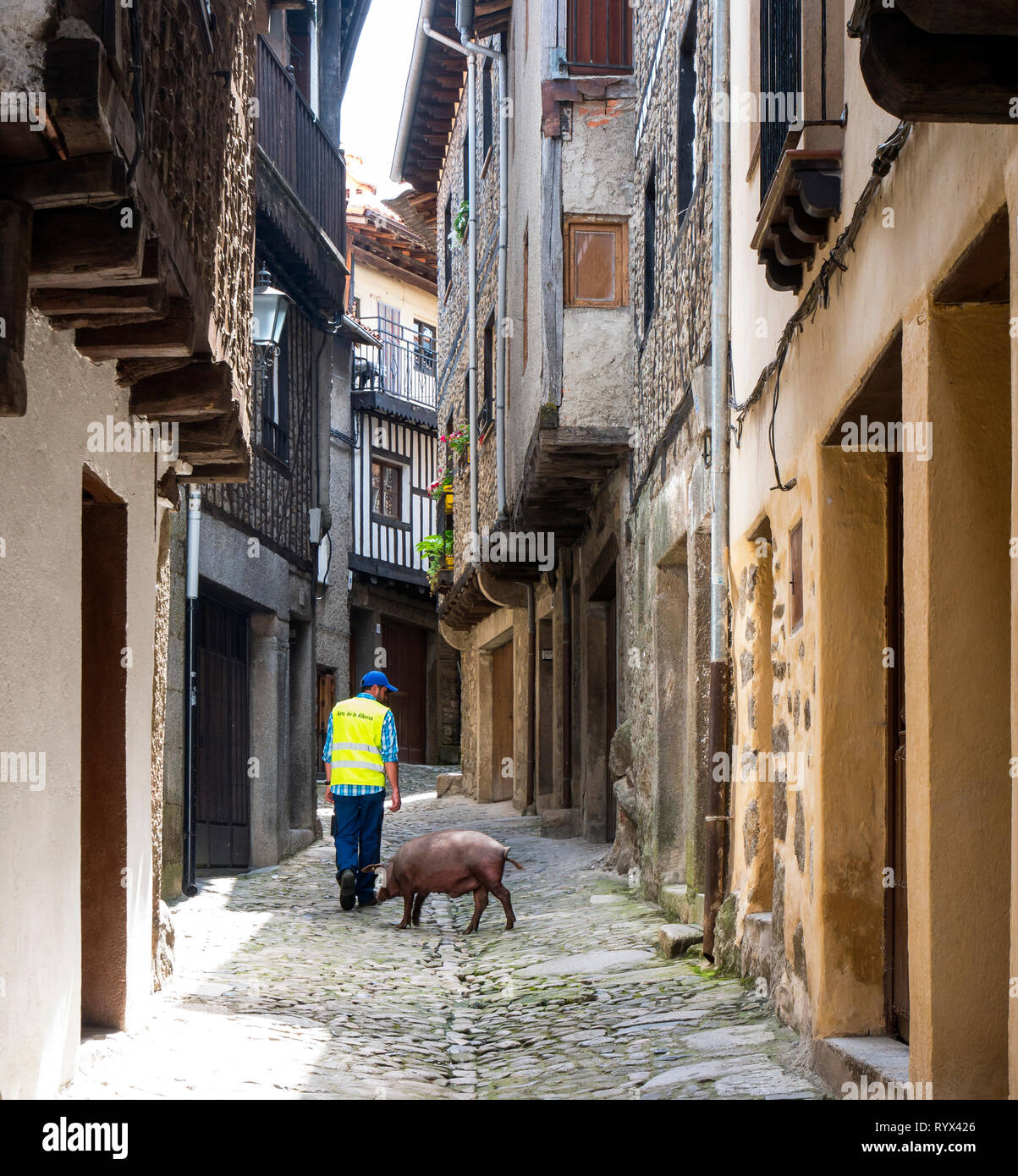 Marrano de San Antón. La Alberca. Sierra de Francia. Salamanca. Castilla León. España. Stockfoto