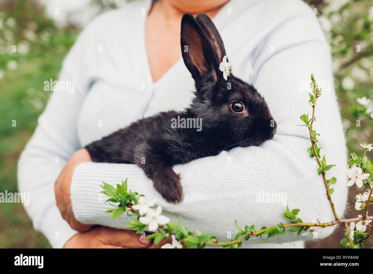 Der schwarze hase Fotos und Bildmaterial in hoher Auflösung Alamy