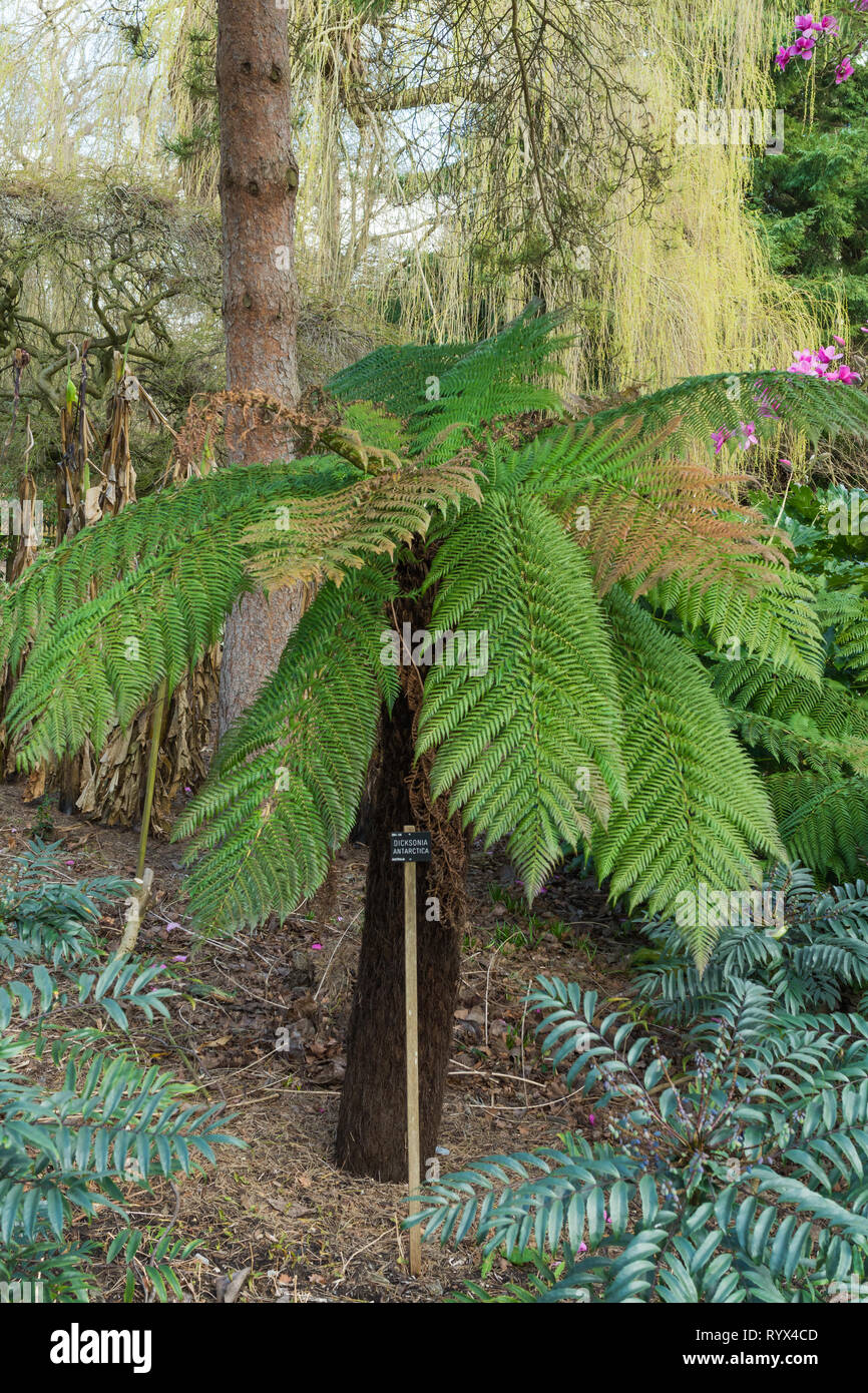Australischer baumfarn oder weicher Baumfarn (Dicksonia antarctica) in einen Englischen Garten während der frühen Frühjahr, Großbritannien Stockfoto