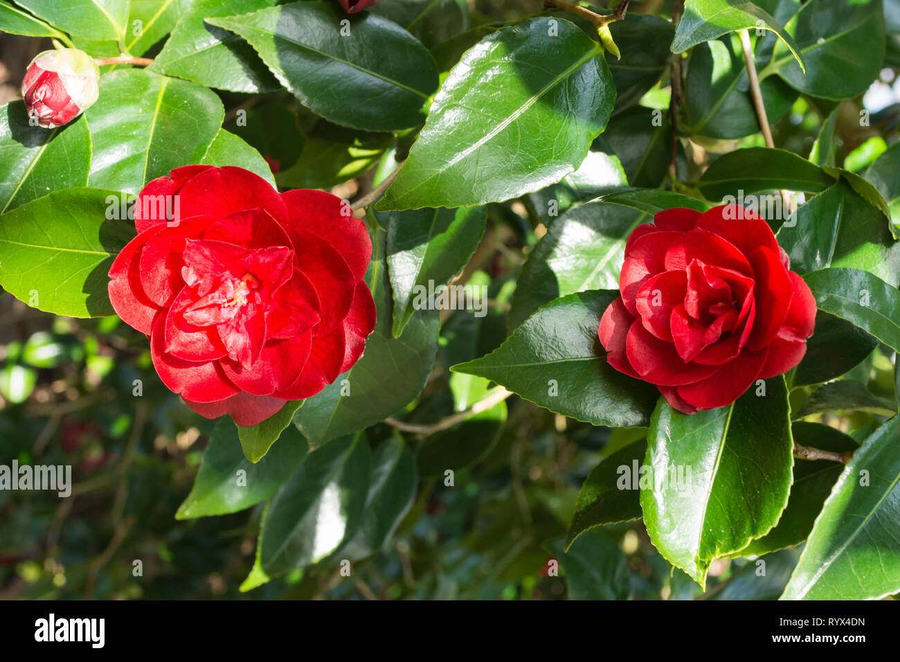 Camellia japonica 'konronkoku' mit roten Blüten oder Blumen im März, Frühjahr, in einem Englischen Garten, Großbritannien Stockfoto