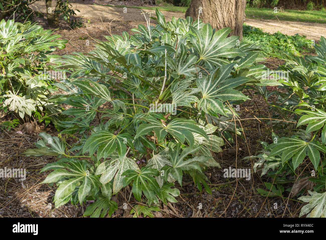 Der Fatsia japonica 'Spider Web' oder Japanischen Aralia, eine Anlage mit bunten Laub Stockfoto