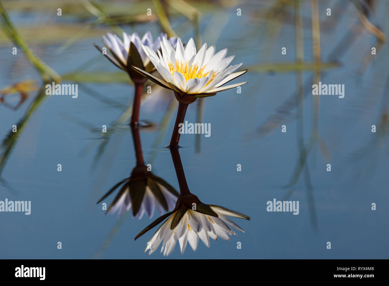 Lilly Blüten in noch Teich reflektieren als exakte Kopie Stockfoto
