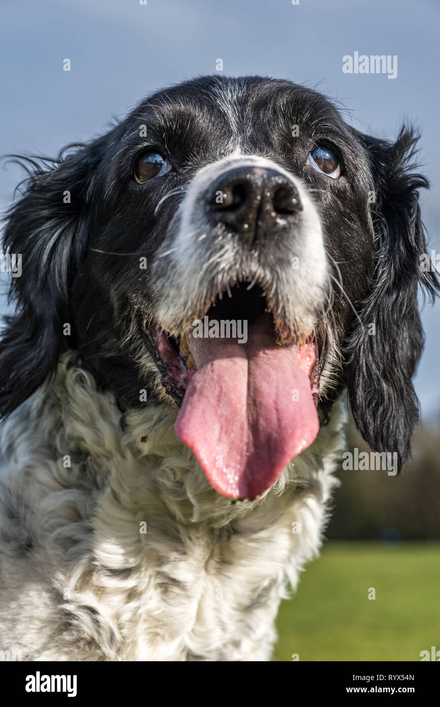 Springer Spaniel im Park. Stockfoto