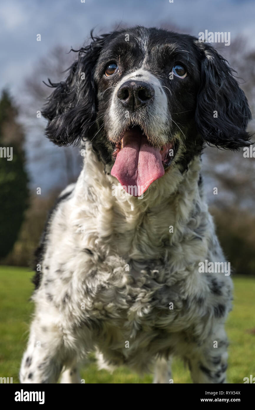 Springer Spaniel im Park. Stockfoto