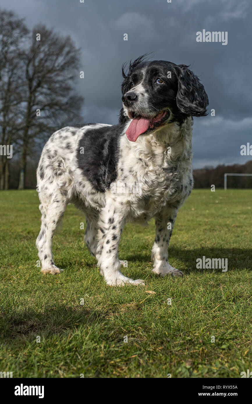 Springer Spaniel im Park. Stockfoto