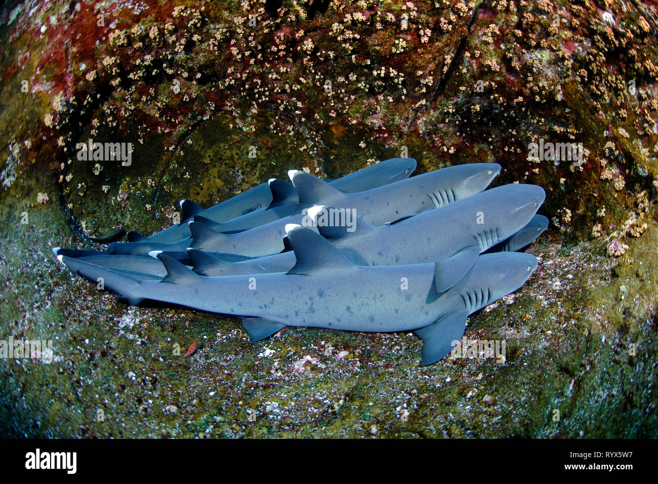 Weißspitzen-Riffhaie (Triaenodon obesus), Gruppe ruht auf Meeresboden, Cocos Island, Costa Rica Stockfoto