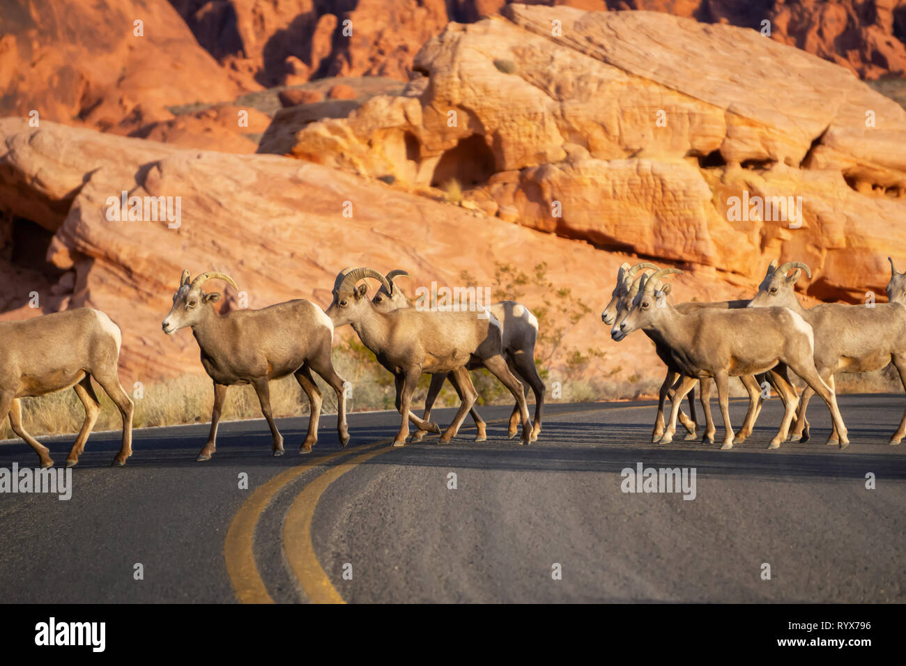 Eine Familie von weiblichen Desert Bighorn Schafe über die Straße in das Tal des Feuers State Park. In Nevada, USA. Stockfoto