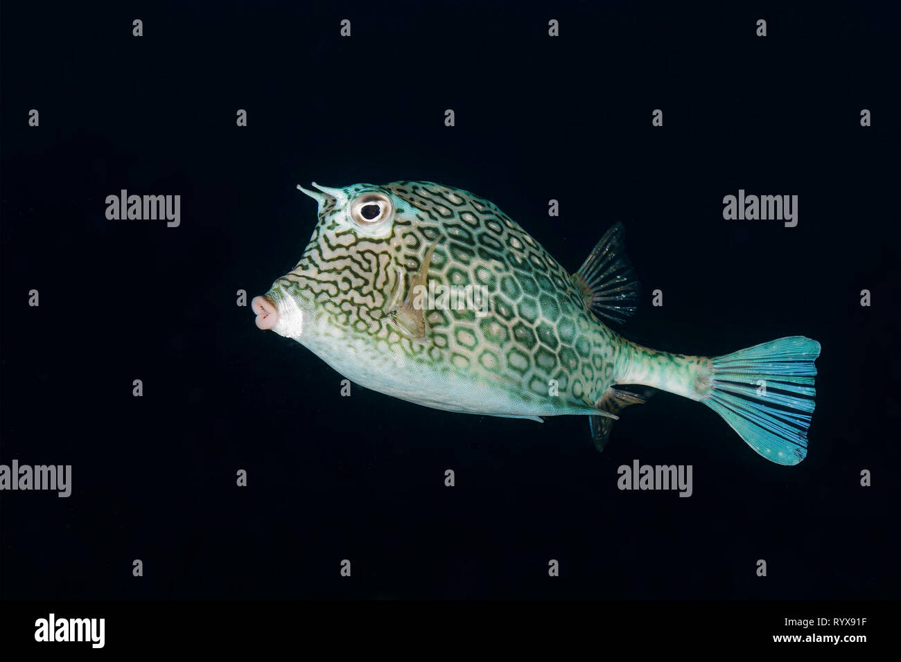 Honeycomb Cowfish (Acanthostracion polygonius) Schwimmen über ein Korallenriff - Bonaire Stockfoto